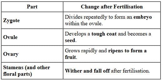 Q14: (a) Define fertilisation. (b) What happens to Zygote, Ovule, Ovary, and Stamens after fertilisation in a flowering plant?  (3 Marks)