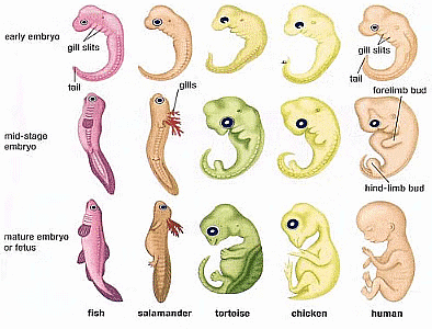 Previous Year Questions 2017