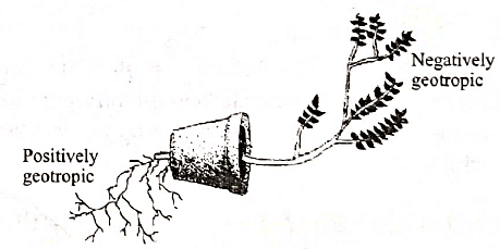 Previous Year Questions 2020