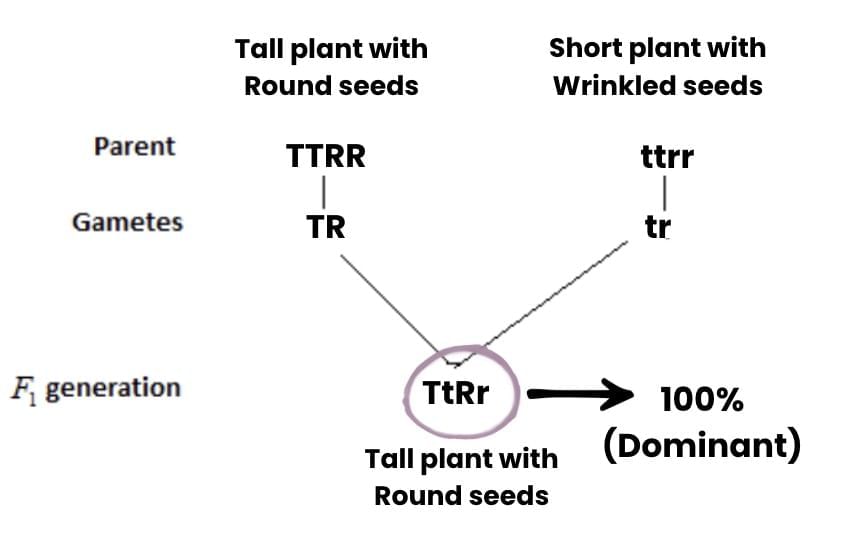 Previous Year Questions 2025