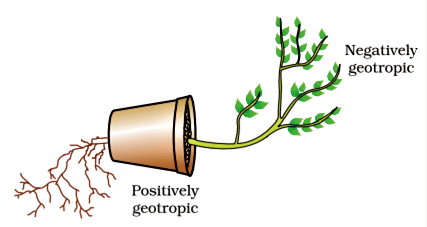 Previous Year Questions 2017