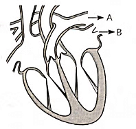 Previous Year Questions 2022