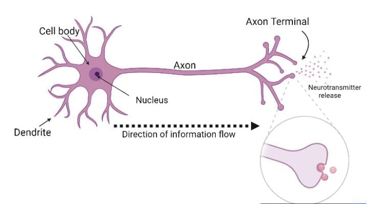 Previous Year Questions 2025